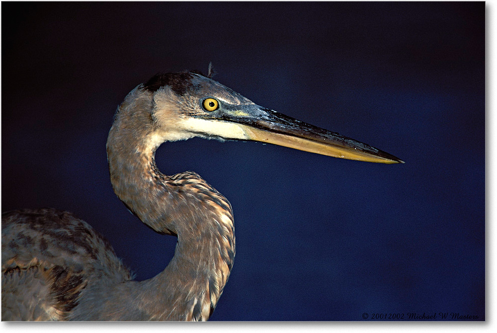 Blue Heron Head Right 006-26H-p 0110 3-840-V1 MI-5 copy