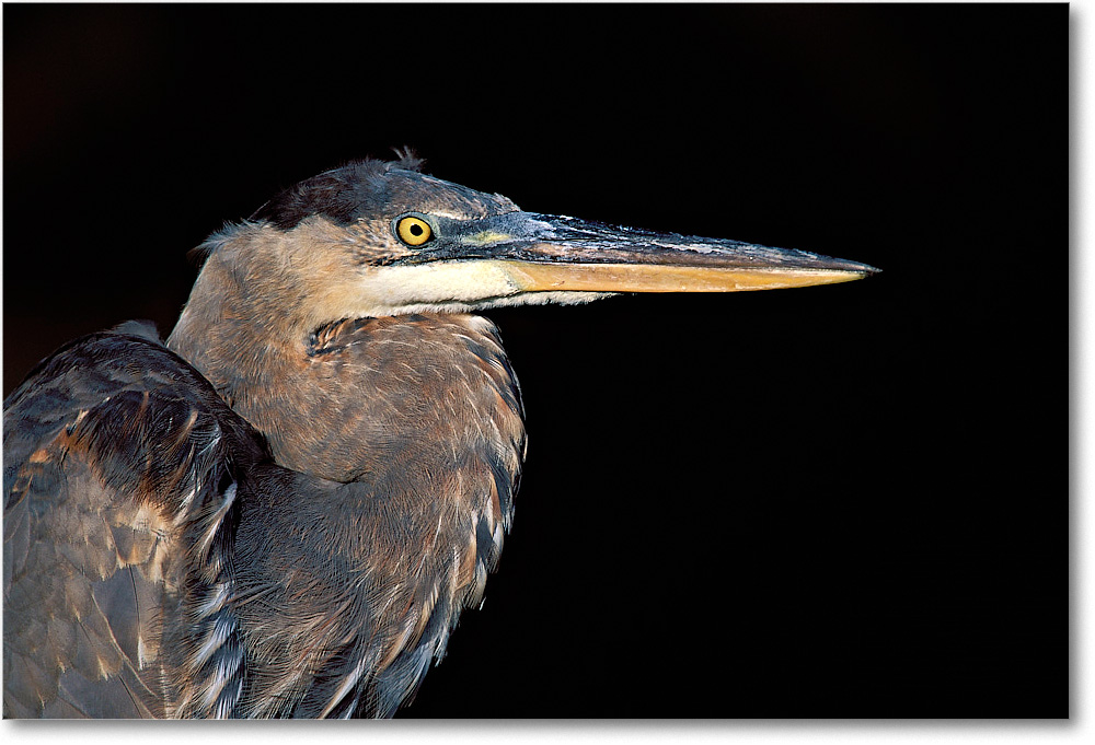 Blue Heron Side Right 011-12H-p 0110 3-840-V1 MI-5.6-640 copy