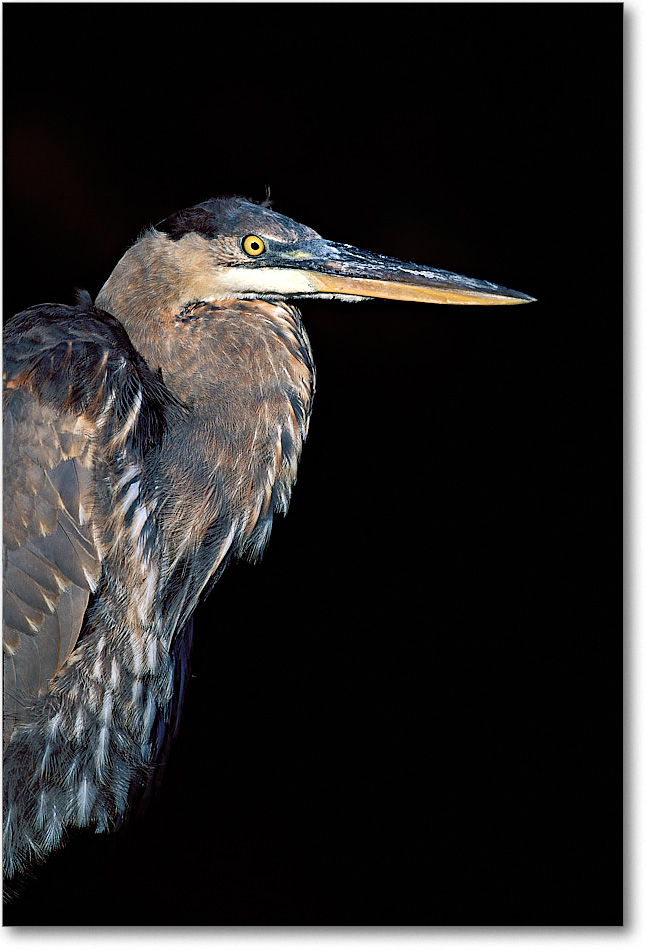 Blue Heron Side Right 013-13V-p 0110 3-840-V1 MI-5 copy
