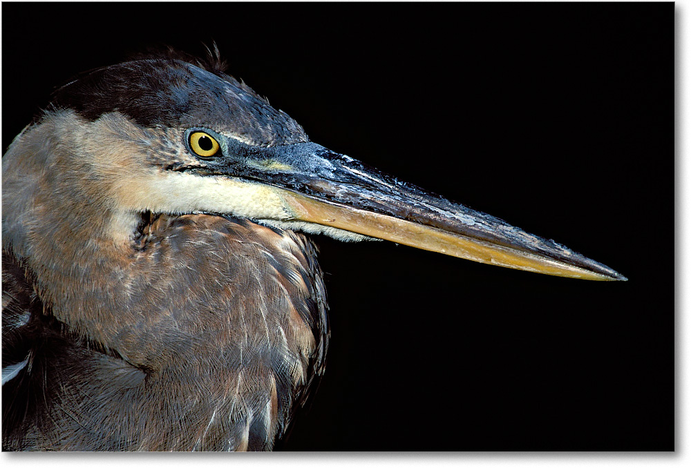 Blue Heron Side Right 015-31H-p 0110 3-1200-V1 MI-8.0-320 copy