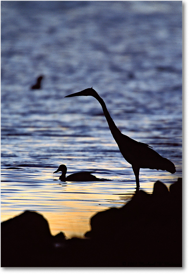 Blue Heron Silhouette 002-33V-p 0110 eos3-1200-V1 MS-8-xx- copy