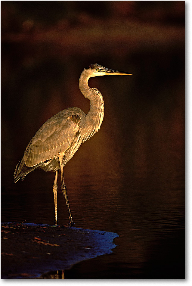 Blue Heron Standing 001-08V-p 0110 3-600-V1 MI-5.6-640 copy