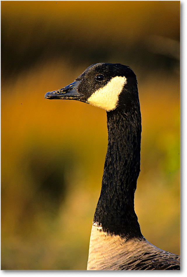 CanadaGoose_ChincoNWR_2001Oct_F04 copy