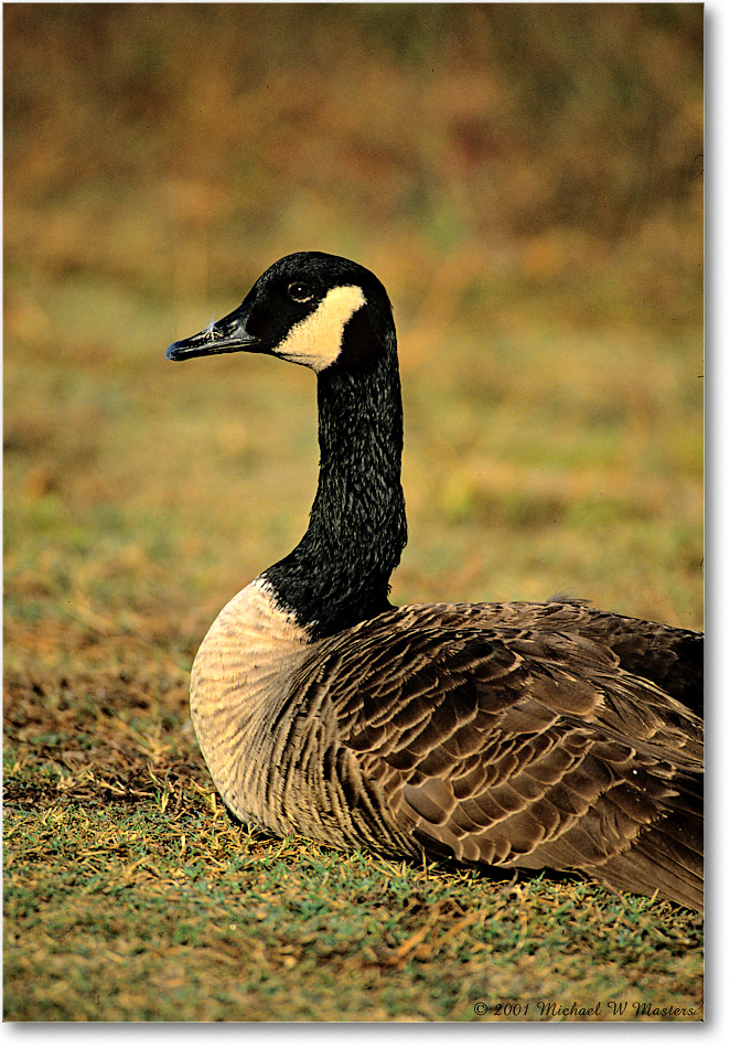 CanadaGoose_ChincoNWR_2001Oct_F06 copy