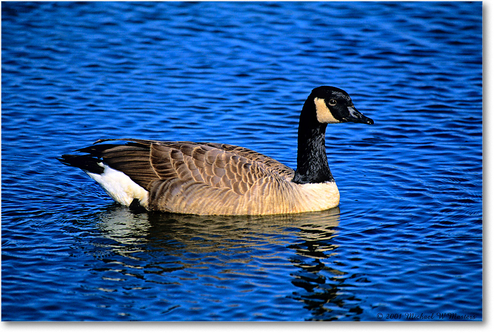 CanadaGoose_ChincoNWR_2001Oct_F06b copy