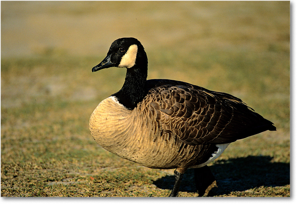 CanadaGoose_ChincoNWR_2001Oct_F09 copy