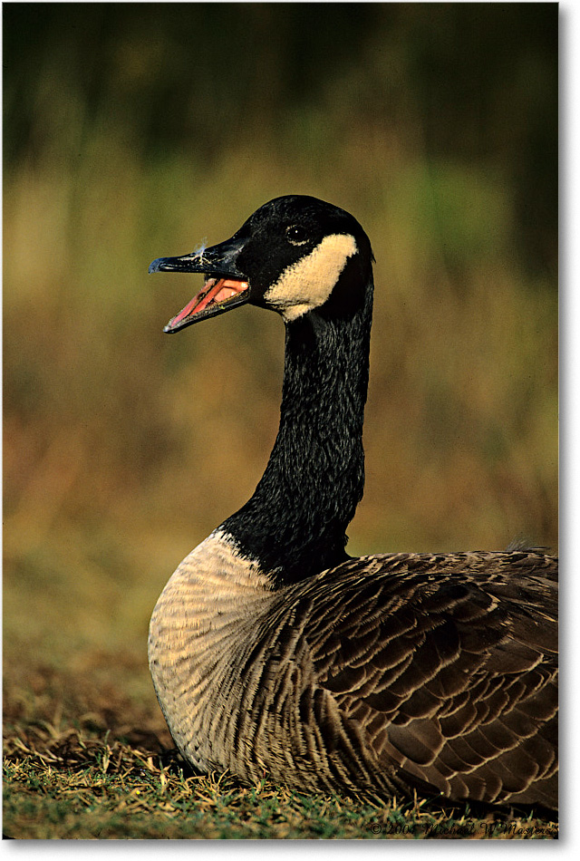 CanadaGoose_ChincoNWR_2001Oct_F10 copy