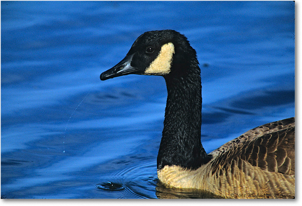 CanadaGoose_ChincoNWR_2001Oct_F28 copy