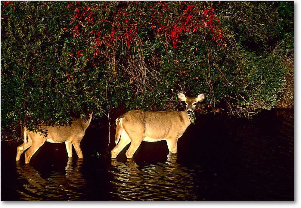 Deer_ChincoNWR_2001Oct_x03 copy
