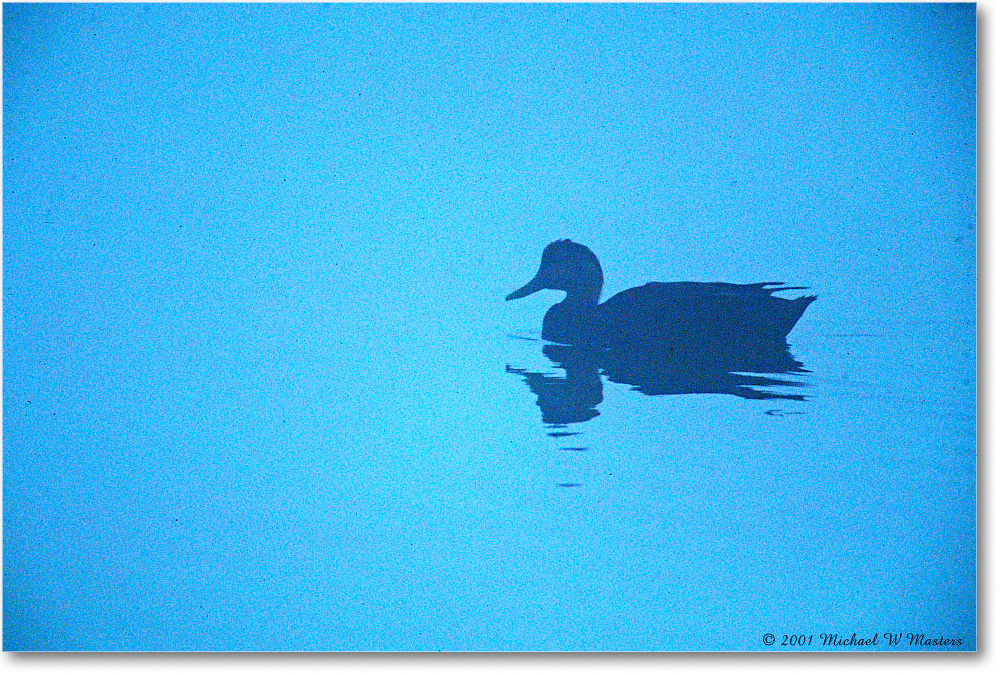 DuckFogSilhouette_ChincoNWR_2001Oct_F17 copy