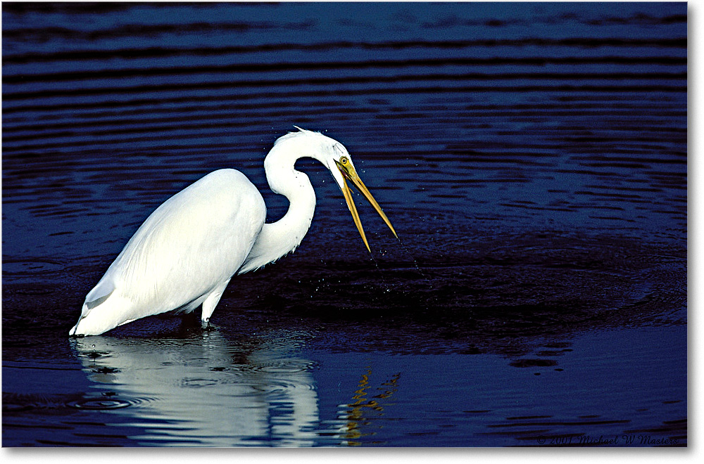 Egret 001-17-p 0110 34V1 M5-1000-0-0 copy