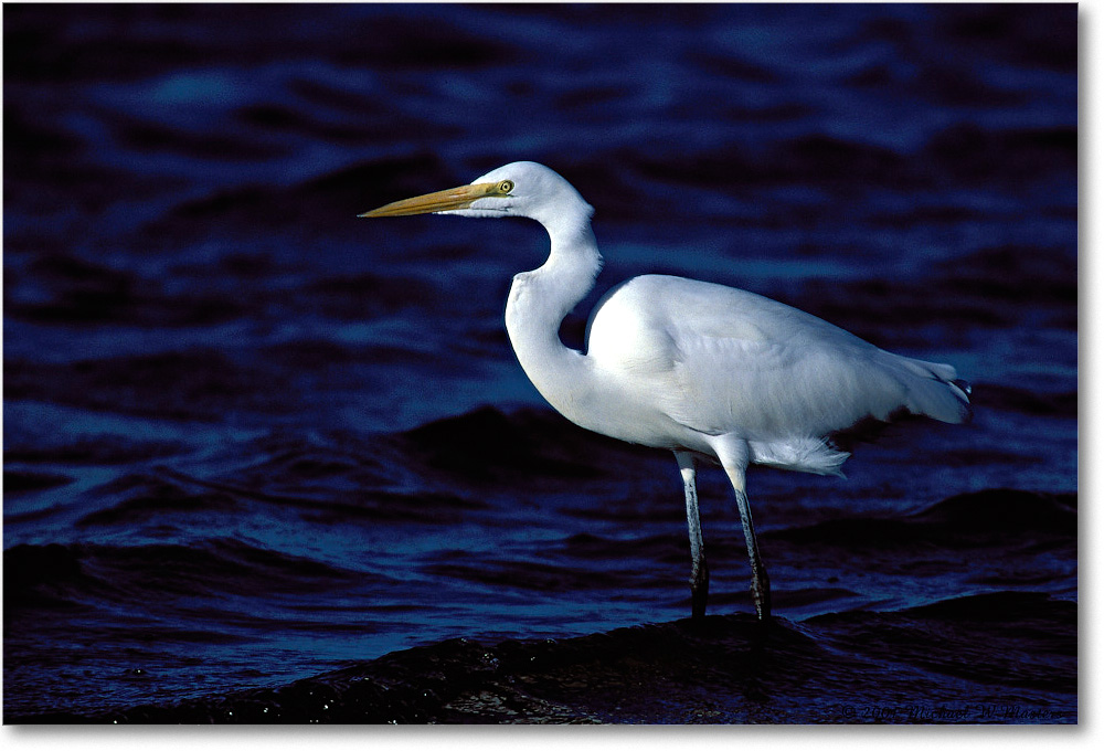 Egret 005-06-p 0110 32V1 M5-640-0-0 copy
