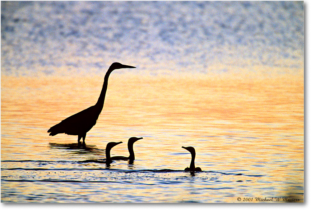EgretCormorantsSilhouette_ChincoNWR_2001Oct_F17 copy