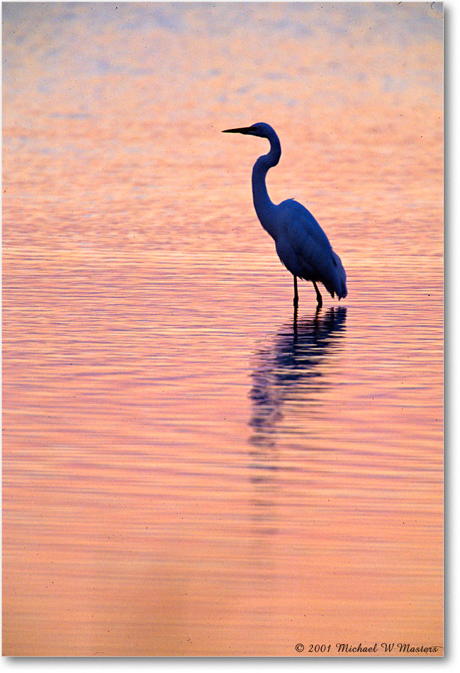 EgretPreDawn_ChincoNWR_2001Oct_F06 copy