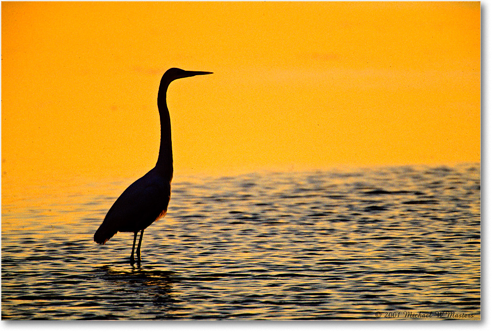 EgretPreDawn_ChincoNWR_2001Oct_F29 copy