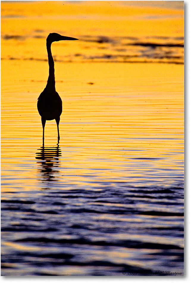 EgretSilhouetteSunrise_ChincoNWR_2001Oct_F21 copy