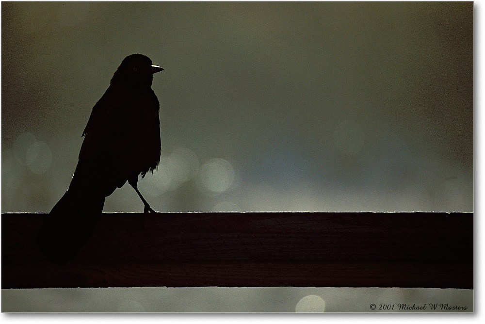Grackle Silhouette 001-14H-p 0110 eos3-400-V1 M-8-xx copy