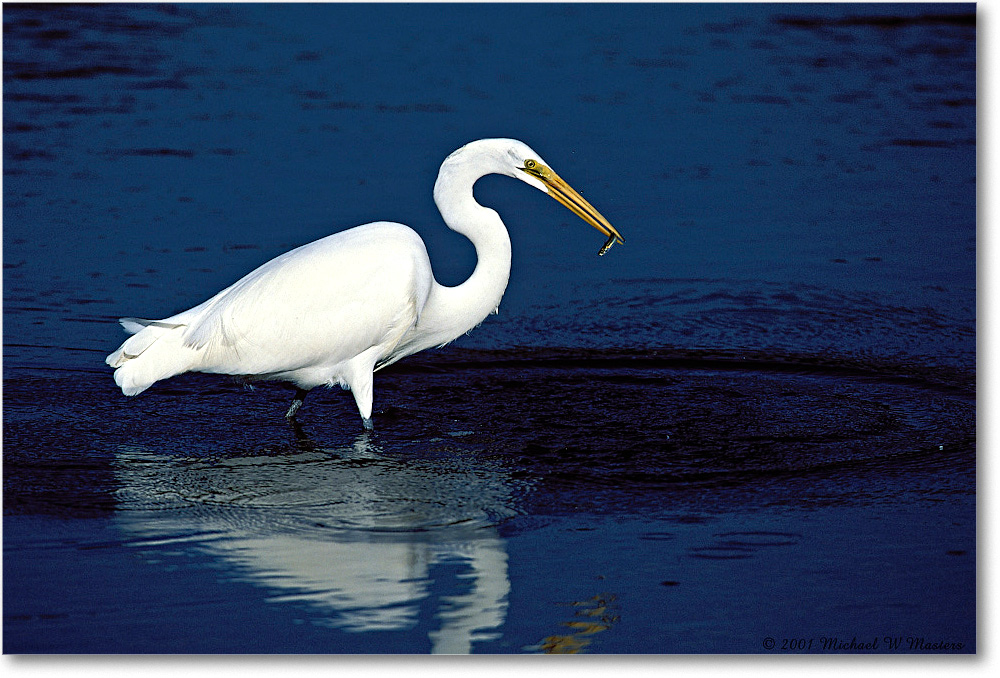 Great Egret 002-22V-p 0110 34V1 M5-1000-0-0 copy