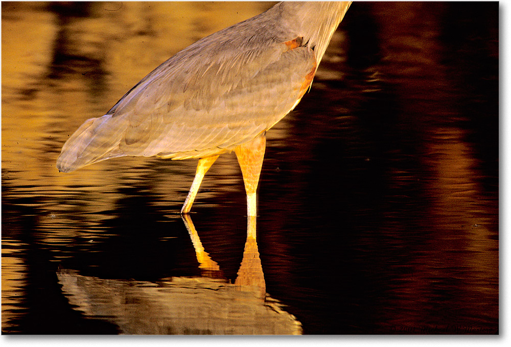 GreatBlueHeronBody_ChincoNWR_2001Oct_Vp00 copy