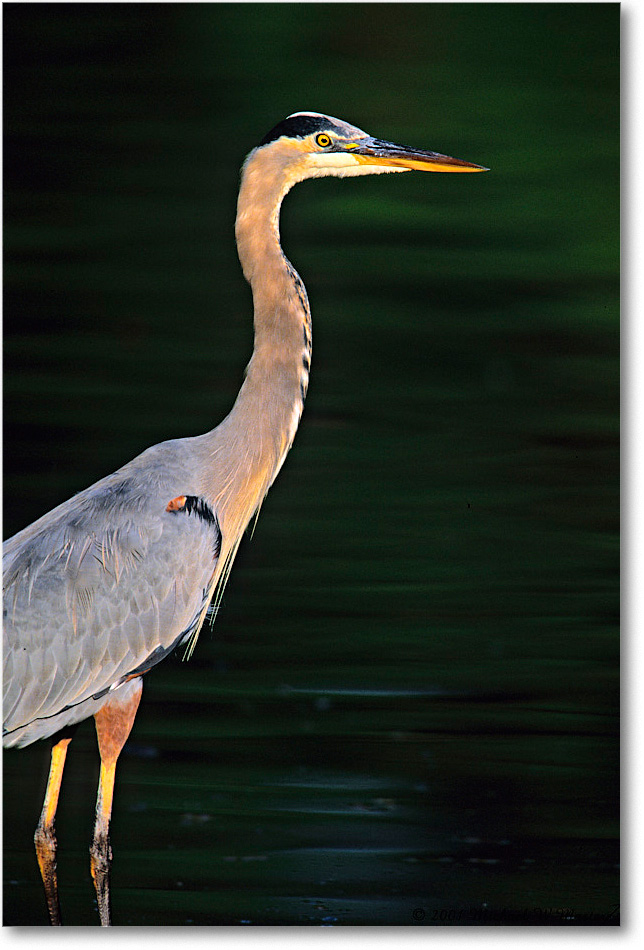 GreatBlueHeron_ChincoNWR-EA_2001Oct_V10 copy