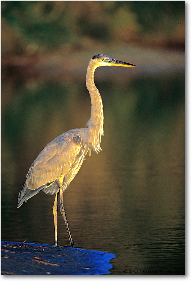 GreatBlueHeron_ChincoNWR-EA_2001Oct_V13 copy