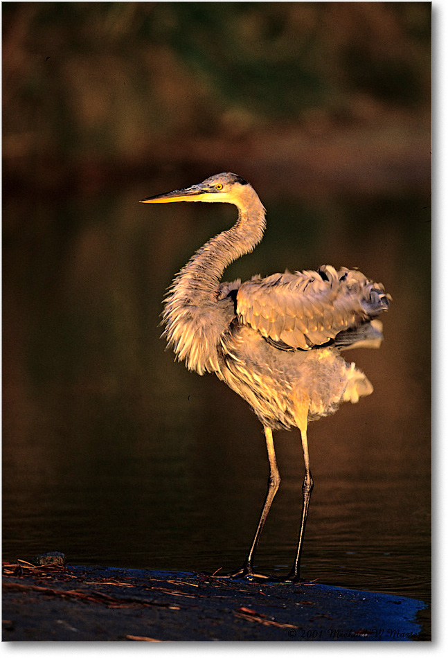 GreatBlueHeron_ChincoNWR-EA_2001Oct_V23 copy