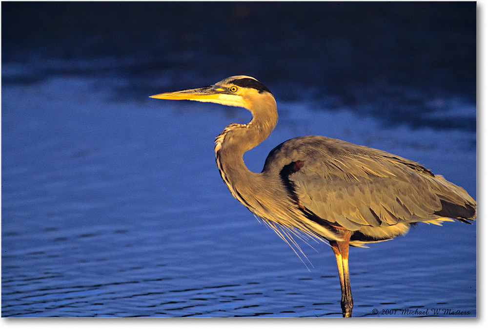 GreatBlueHeron_ChincoNWR-EA_2001Oct_V25 copy