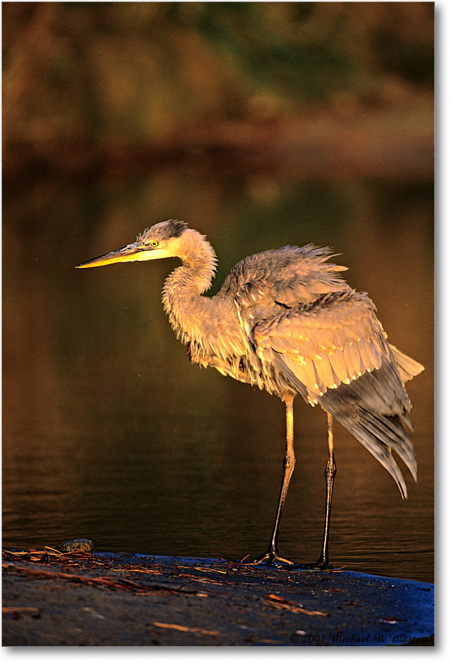 GreatBlueHeron_ChincoNWR-EA_2001Oct_V30 copy