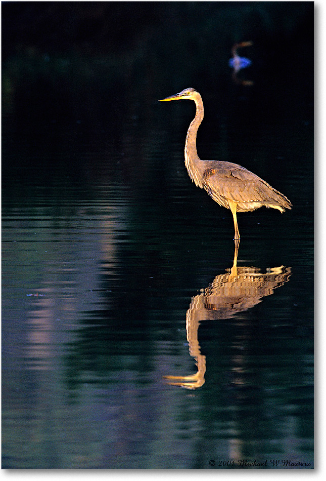GreatBlueHeron_ChincoNWR-EA_2001Oct_V31 copy