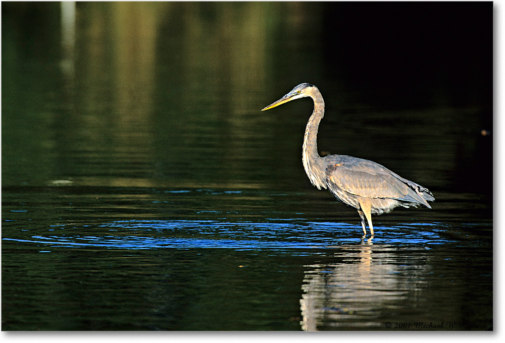 GreatBlueHeron_ChincoNWR-EA_2001Oct_V36 copy