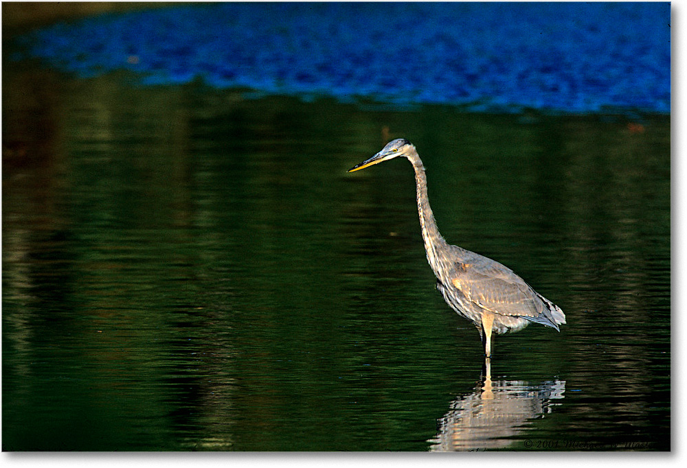 GreatBlueHeron_ChincoNWR-EA_2001Oct_Vp01 copy