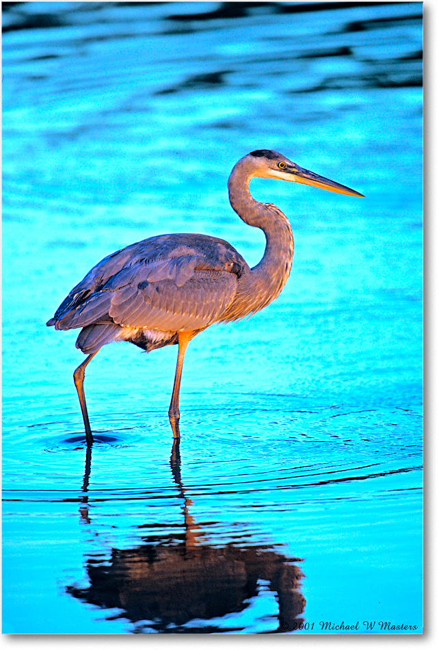 GreatBlueHeron_ChincoNWR-dusk_2001Oct_V18 copy