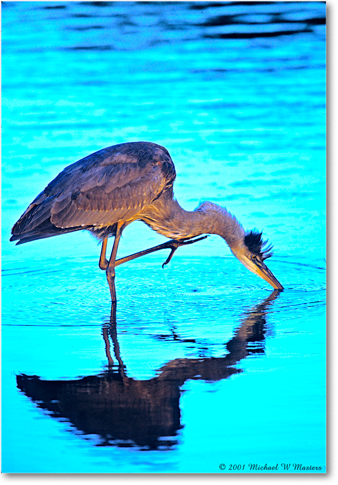 GreatBlueHeron_ChincoNWR-dusk_2001Oct_V21 copy