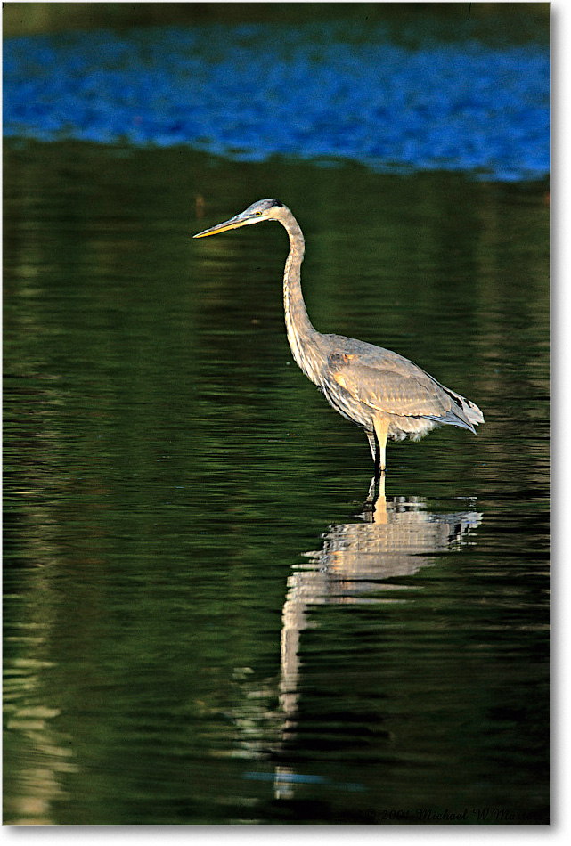 GreatBlueHeron_ChincoNWR_2001Oct_V06 copy