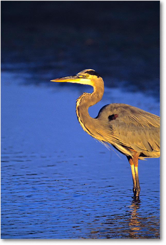 GreatBlueHeron_ChincoNWR_2001Oct_V09 copy