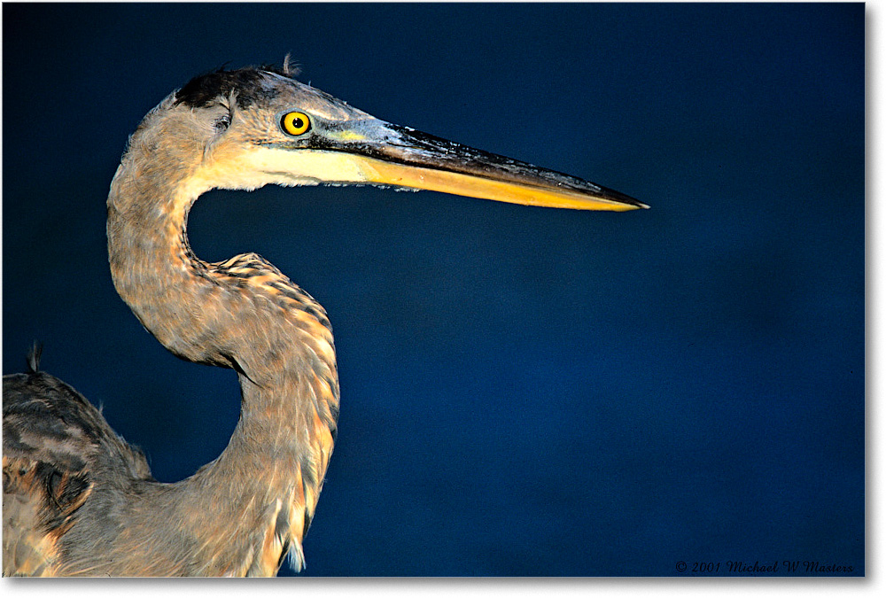 GreatBlueHeron_ChincoNWR_2001Oct_V11 copy
