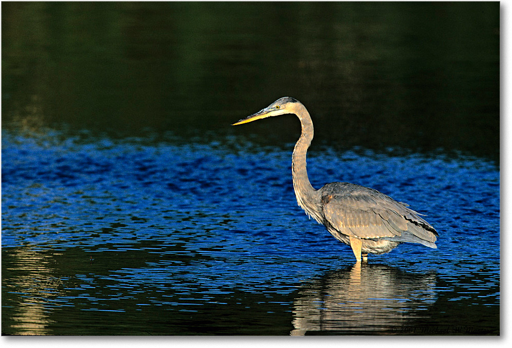 GreatBlueHeron_ChincoNWR_2001Oct_V12 copy