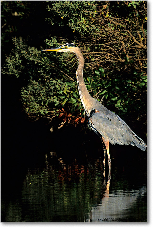 GreatBlueHeron_ChincoNWR_2001Oct_V12b copy