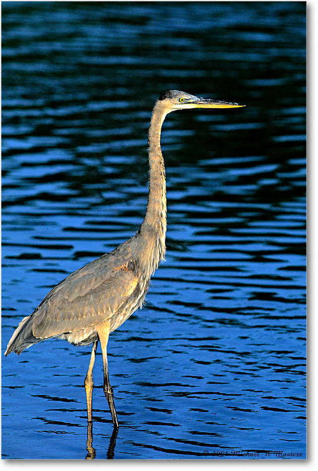 GreatBlueHeron_ChincoNWR_2001Oct_V16 copy