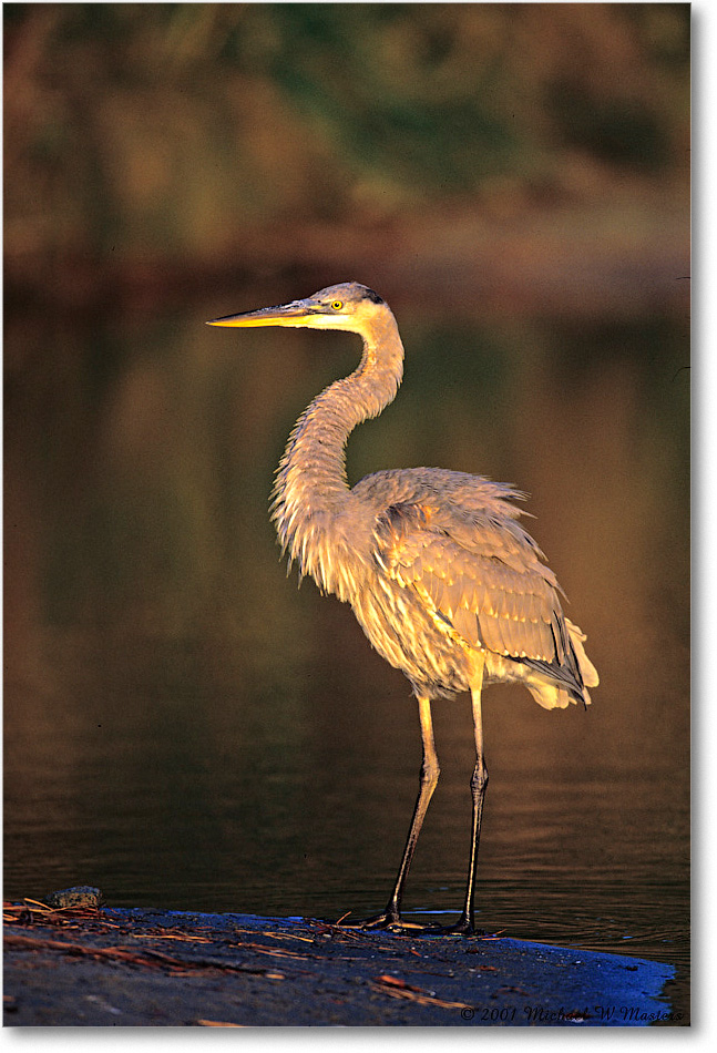 GreatBlueHeron_ChincoNWR_2001Oct_V22 copy