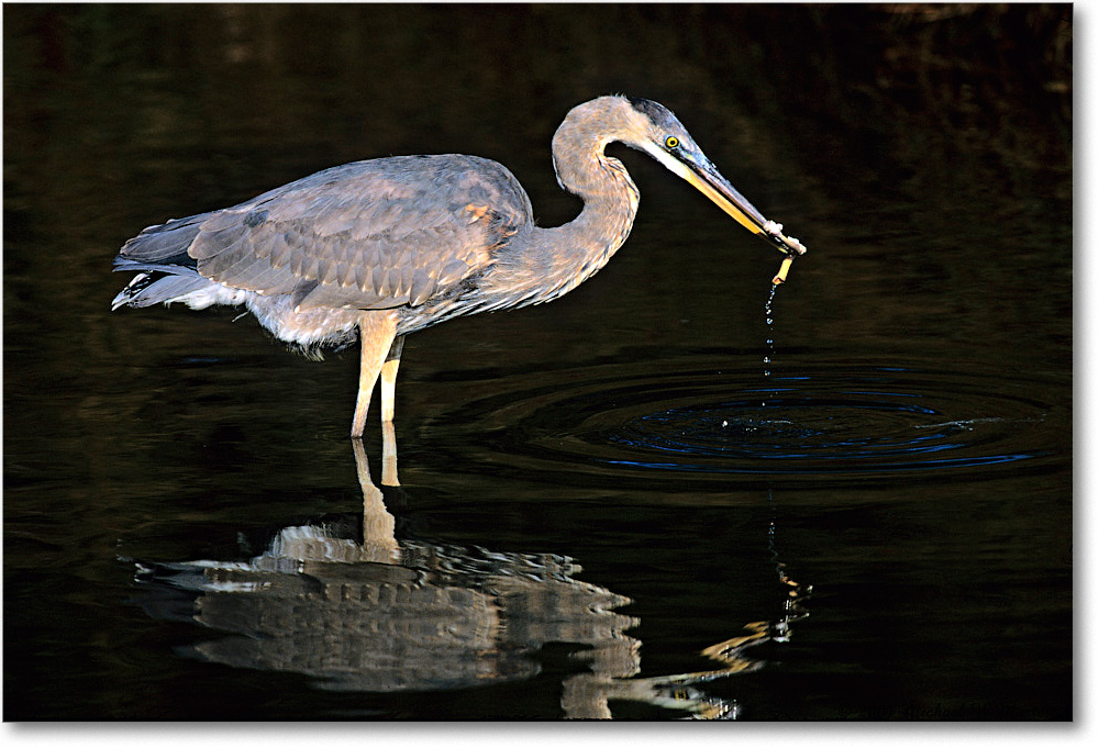 GreatBlueHeron_ChincoNWR_2001Oct_V31 copy