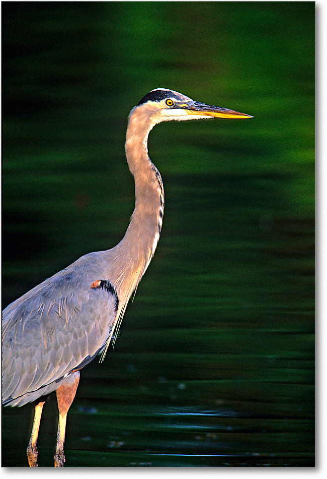 GreatBlueHeron_ChincoNWR_2001Oct_Vp07 copy