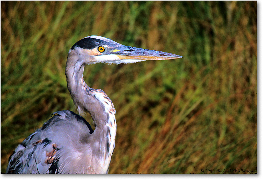 GreatBlueHeron_ChincoNWR_2001Oct_Vp07b copy