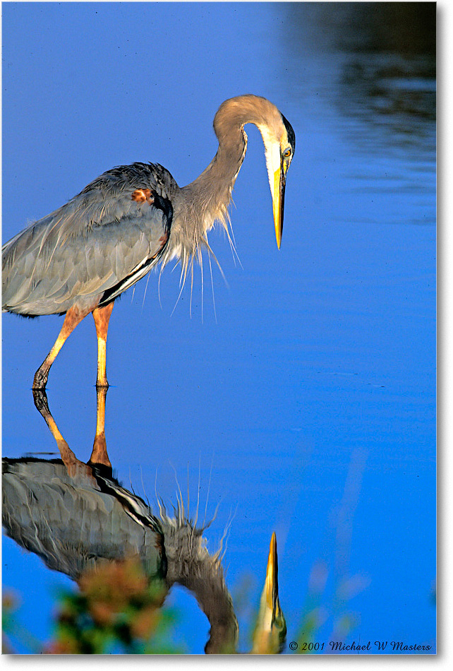 GreatBlueHeron_ChincoNWR_2001Oct_Vp09 copy