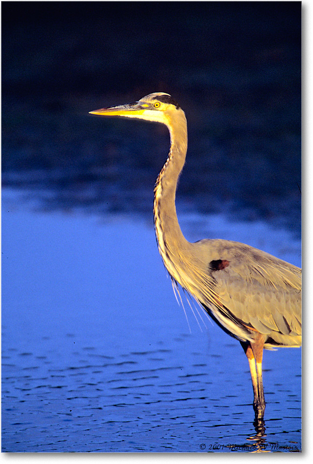 GreatBlueHeron_ChincoNWR_2001Oct_Vp13b copy
