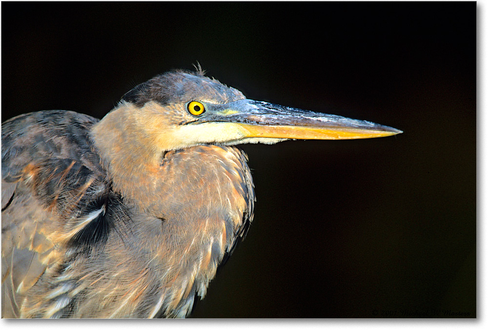 GreatBlueHeron_ChincoNWR_2001Oct_Vp18 copy