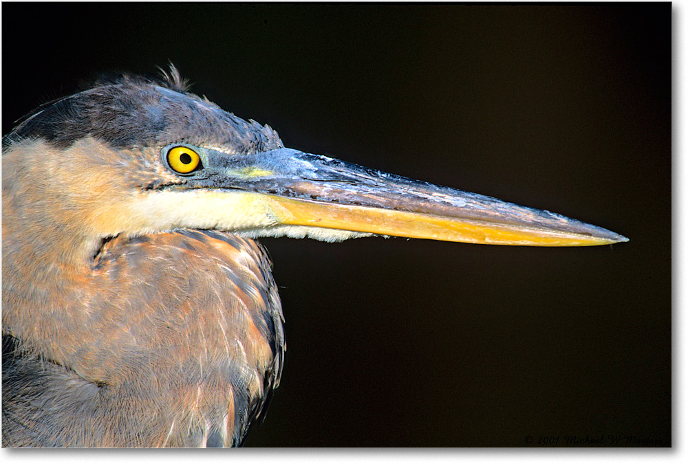 GreatBlueHeron_ChincoNWR_2001Oct_Vp22 copy