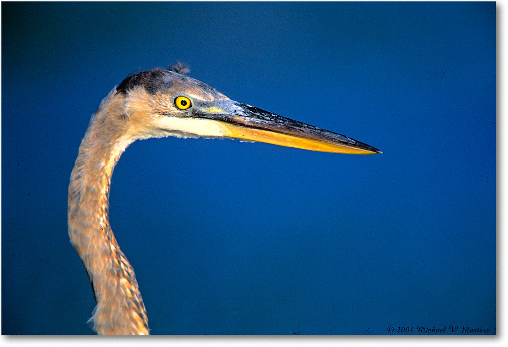 GreatBlueHeron_ChincoNWR_2001Oct_Vp23 copy