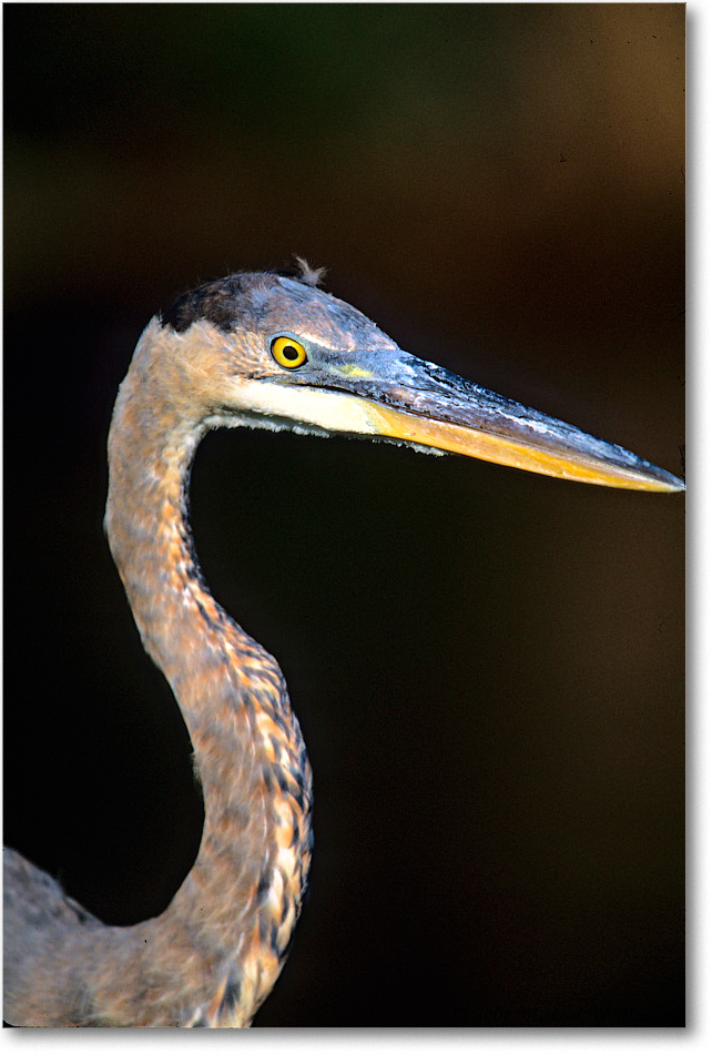 GreatBlueHeron_ChincoNWR_2001Oct_Vp30 copy