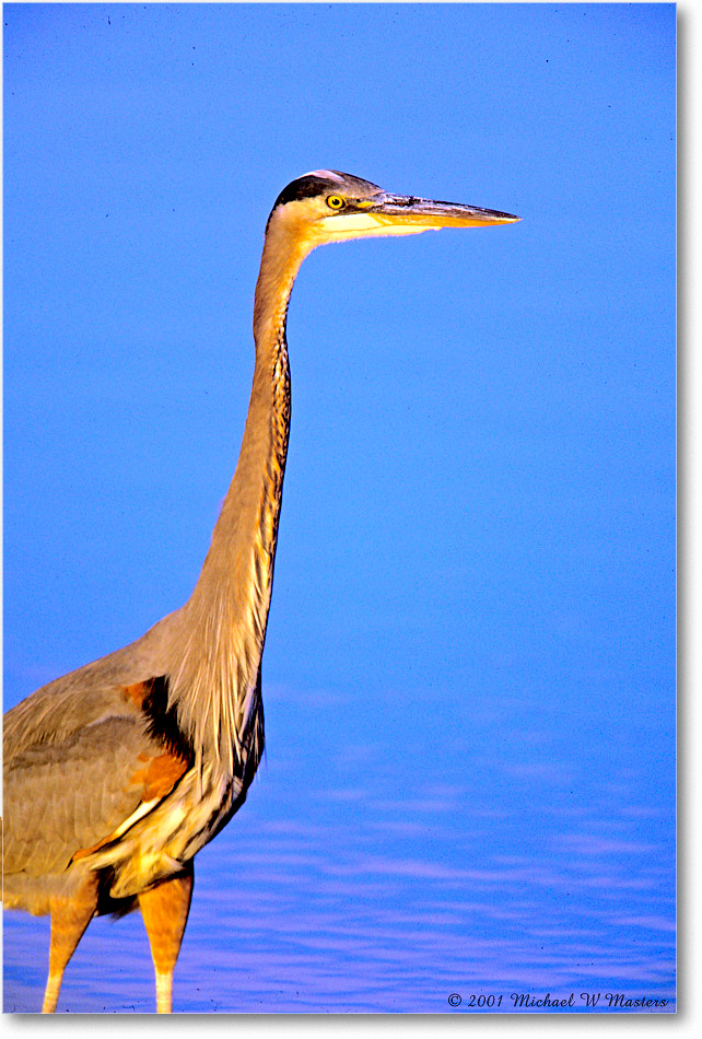 GreatBlueHeron_ChincoNWR_2001Oct_Vp36 copy